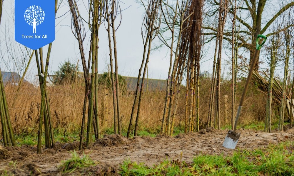 TreesForAll boomplantdag